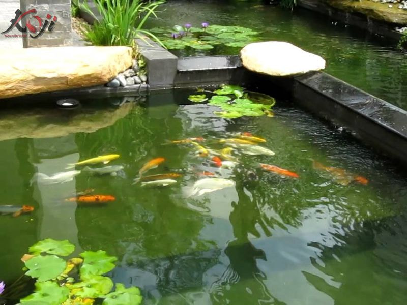 tại sao cá có mùi tanh