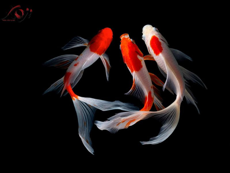 Các giống cá Koi