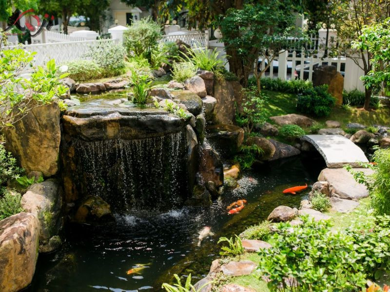 Các giống cá Koi