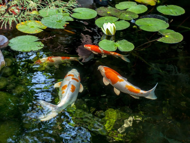 Các giống cá Koi