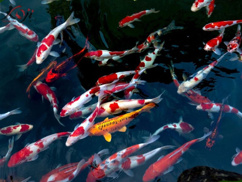 Các giống cá Koi