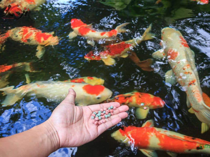 Các giống cá Koi