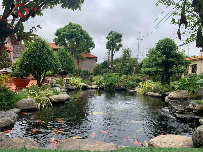 Thiết kế hồ cá Koi