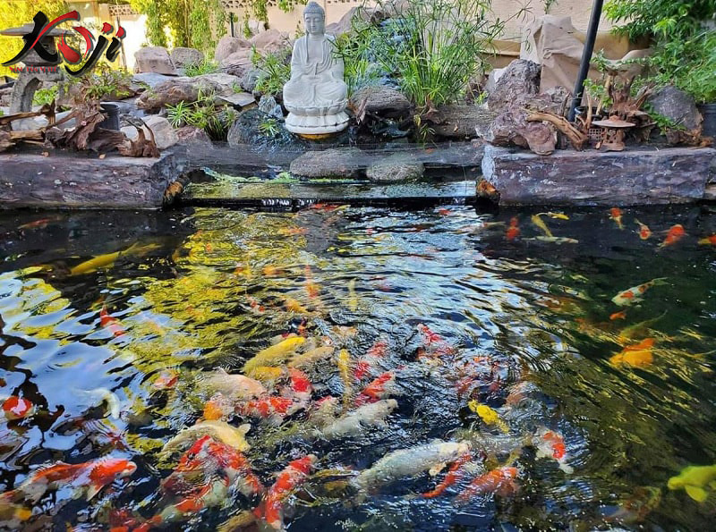 chi phí xây hồ cá koi