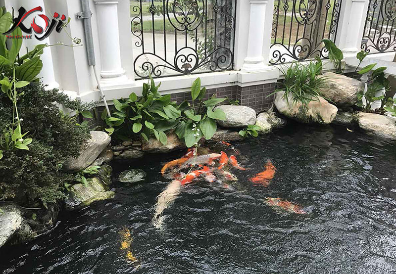 chi phí xây hồ cá koi