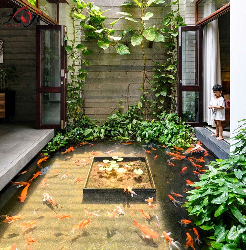Thiết kế hồ cá Koi