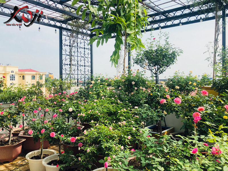 thiết kế sân thượng đẹp