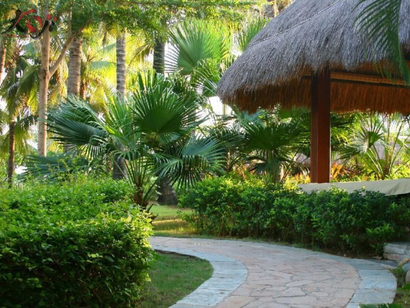 thiết kế sân vườn