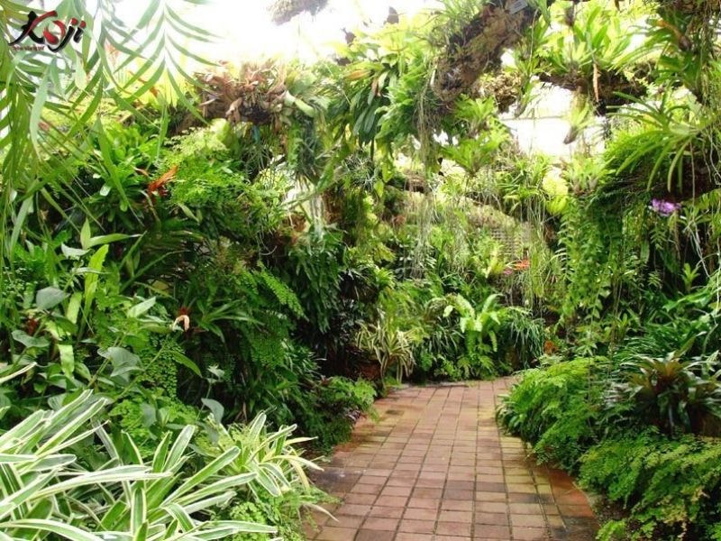 thiết kế sân vườn