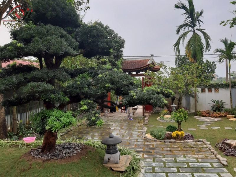 thiết kế sân vườn