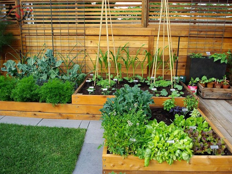 thiết kế vườn rau sau nhà