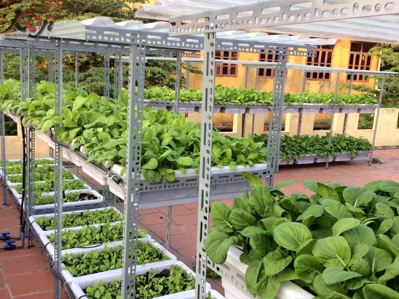 thiết kế vườn rau sau nhà