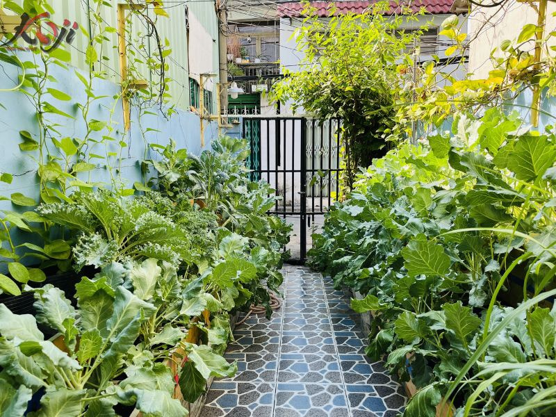 thiết kế vườn rau sau nhà