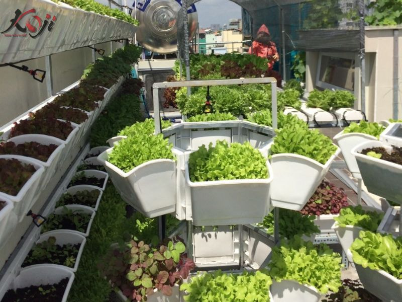 thiết kế vườn rau sau nhà