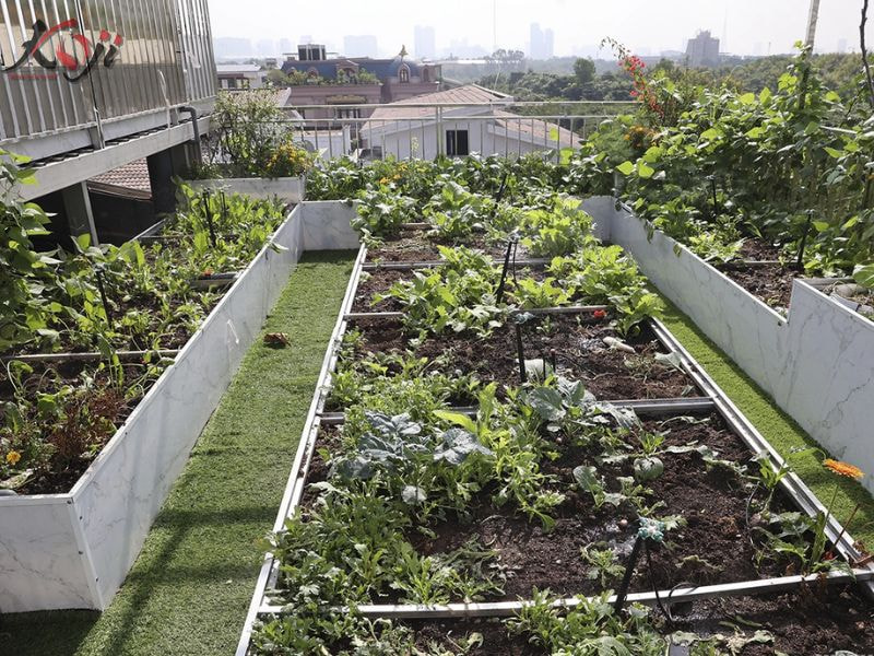 thiết kế vườn rau sau nhà