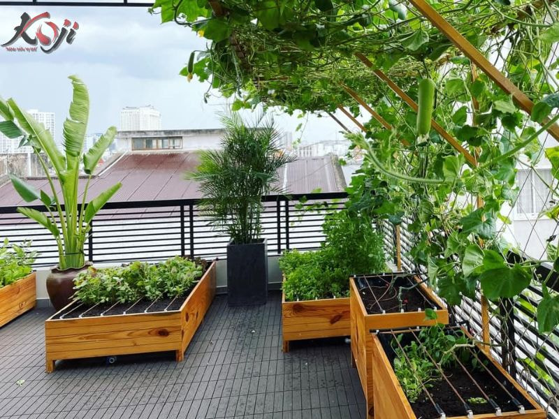 thiết kế vườn rau sau nhà