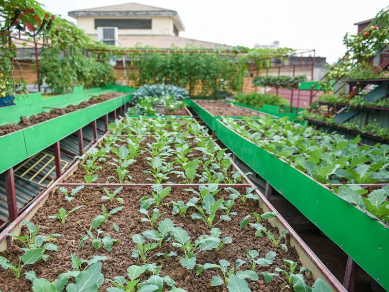 thiết kế vườn rau sau nhà