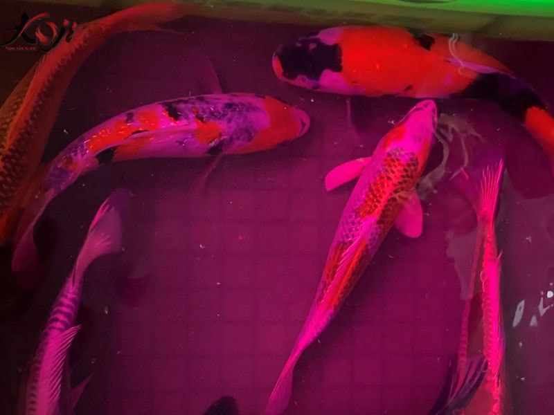 thuốc tím là gì