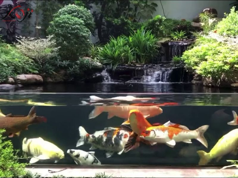 tiết kiệm điện hồ cá Koi