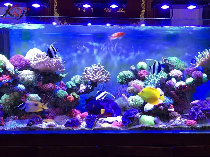 tiết kiệm điện hồ cá Koi