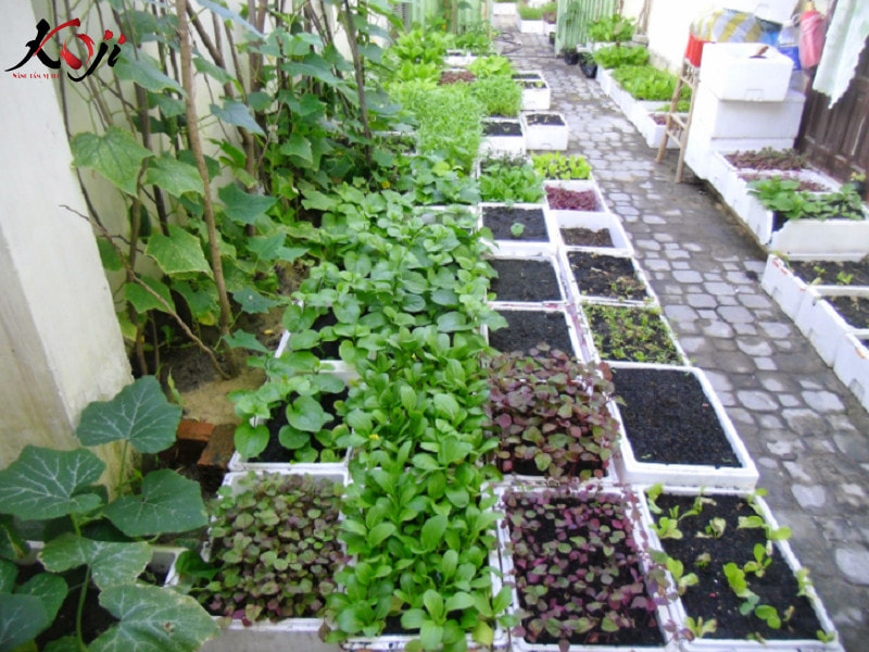 vườn rau
