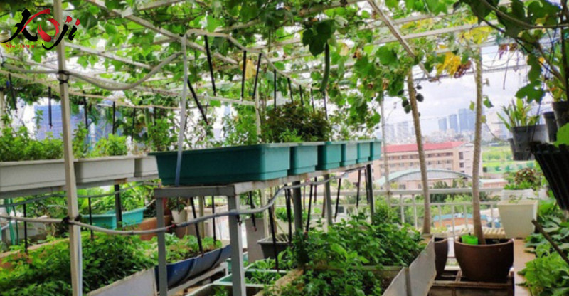 vườn rau trang trí