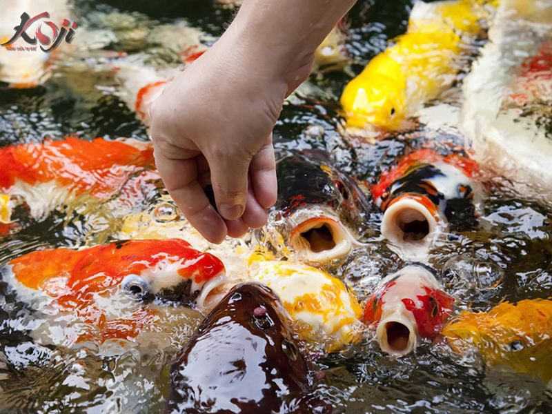 tuổi thọ của cá