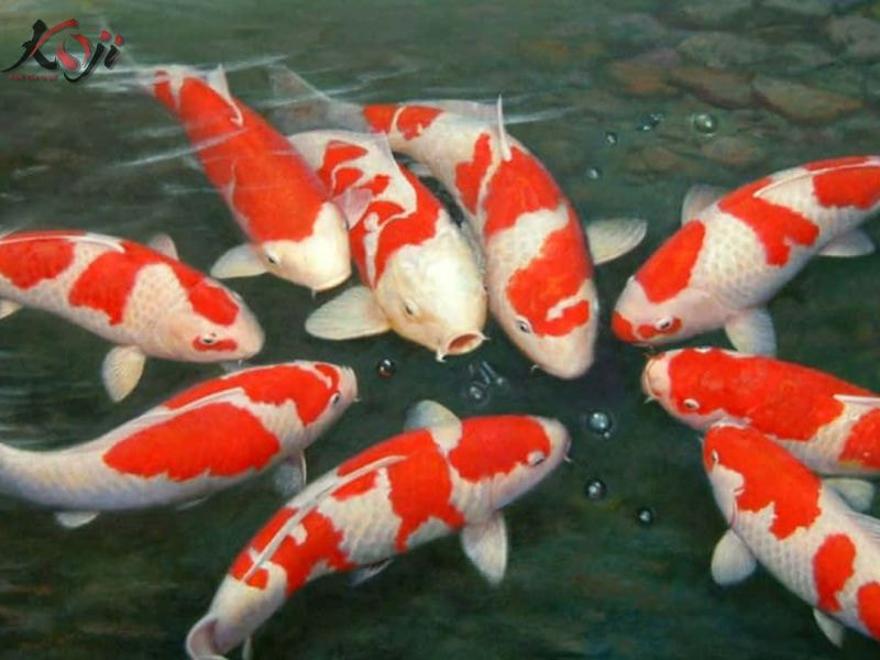 tuổi thọ của cá