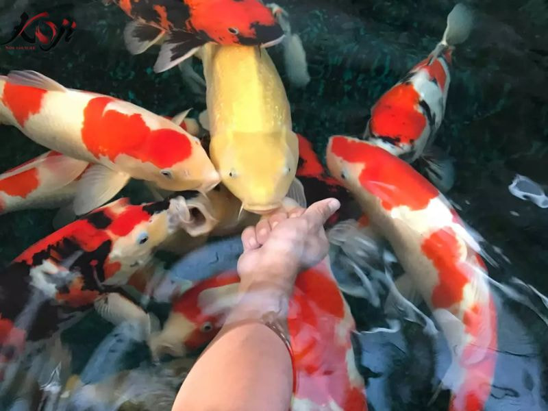 tuổi thọ của cá