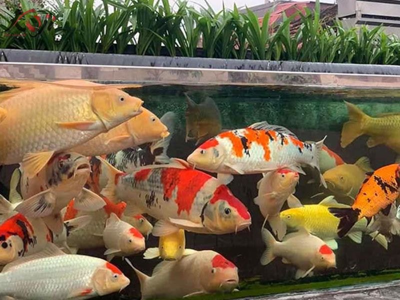 vật liệu lọc bể cá 