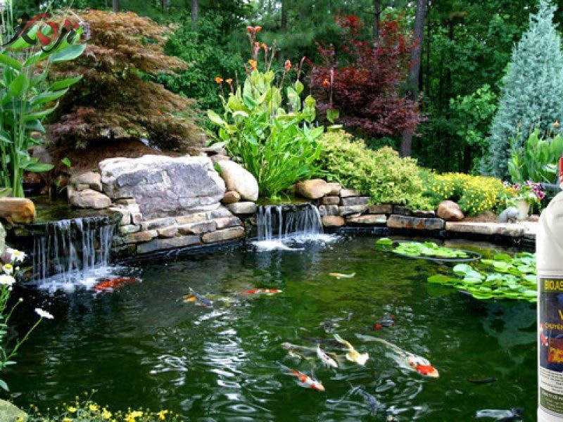 vi sinh cho bể cá Koi