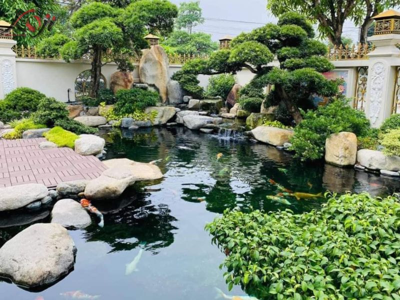 vi sinh cho bể cá Koi