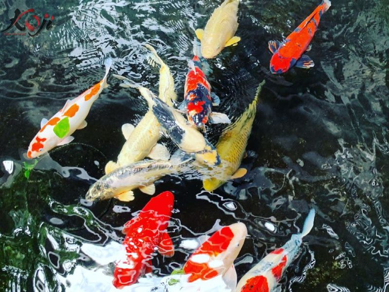 vi sinh cho bể cá Koi