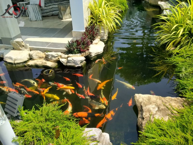vi sinh cho bể cá Koi