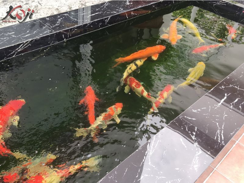 vi sinh cho bể cá Koi
