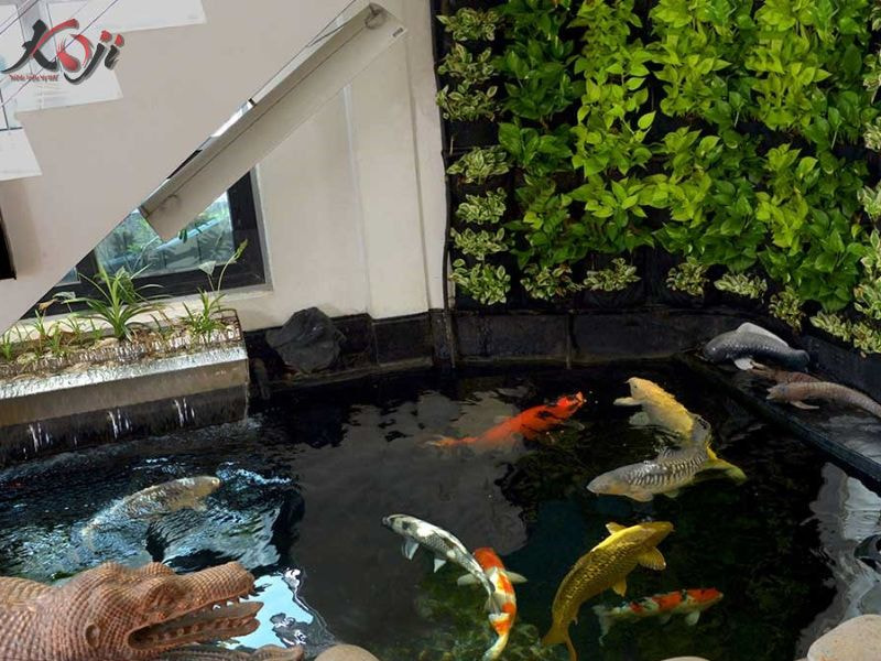 Vị trí đặt hồ cá Koi phong thủy