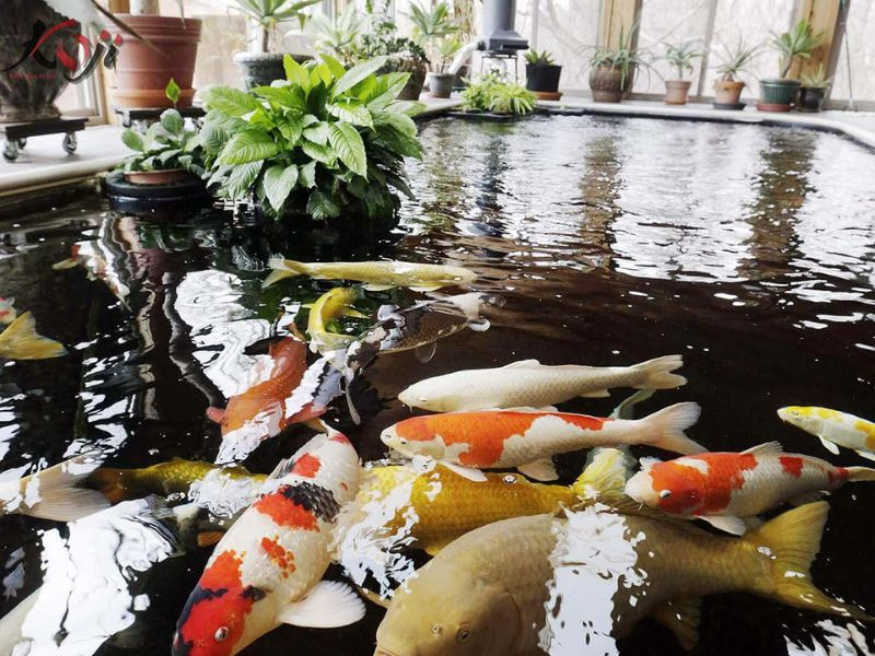 Vị trí đặt hồ cá Koi phong thủy