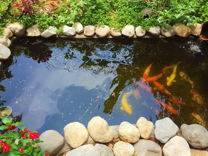 xây hồ cá Koi 10m2