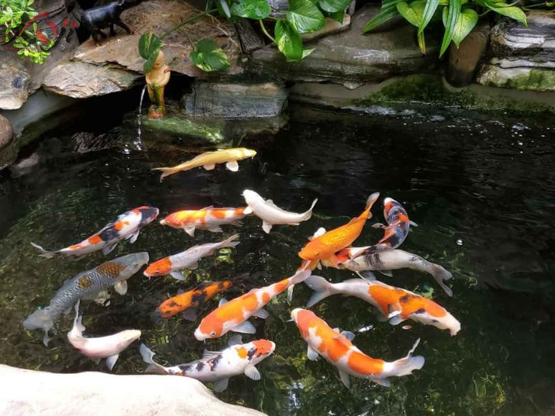 xây hồ cá Koi 10m2