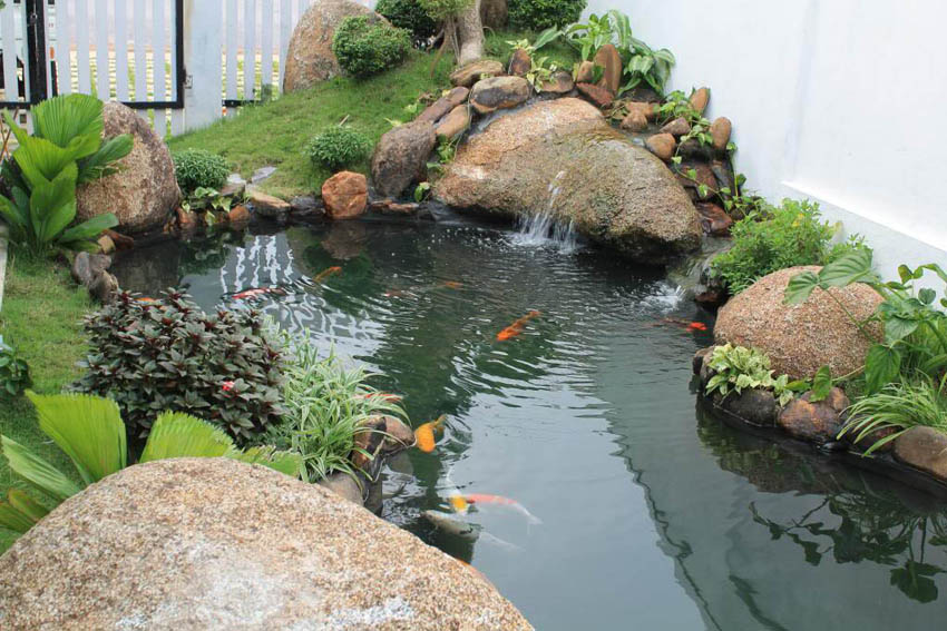 giảm tình trạng hồ Koi bị tanh