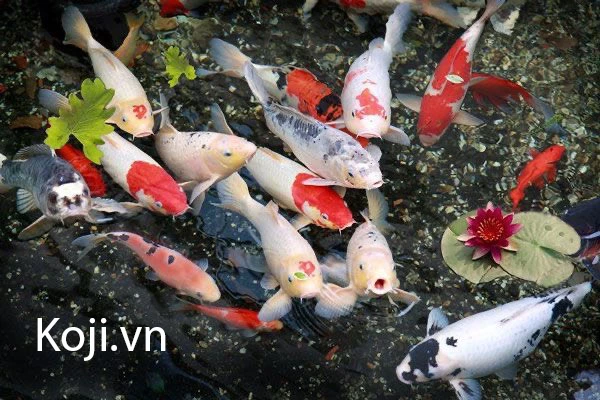 Tất tần tật các giống cá Koi tại Việt Nam