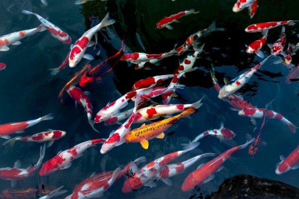 Cách nuôi cá Koi Nhật Bản nhanh lớn