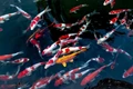 Cách nuôi cá Koi Nhật Bản nhanh lớn