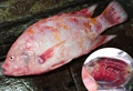 Bệnh nấm mang cá koi có biểu hiện gì Cách điều trị dứt điểm