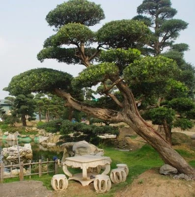Sân vườn Nhật nên trồng cây gì?