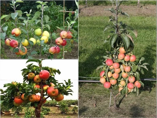 Cây ăn quả dễ trồng ở sân vườn nhà phố, nhà biệt thự