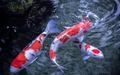 Tổng Hợp Thông Tin Về Cá Chép Koi Nhật Bản Năm 2023