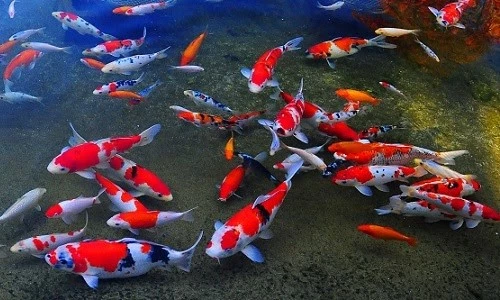 Tại sao cá Koi Nhật lại đắt đến hàng triệu USD
