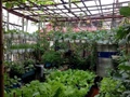 Cách làm vườn rau trên sân thượng đơn giản