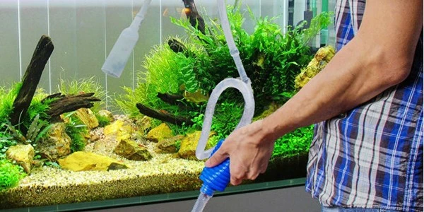 Hướng dẫn cách diệt tảo xanh cho hồ cá koi
